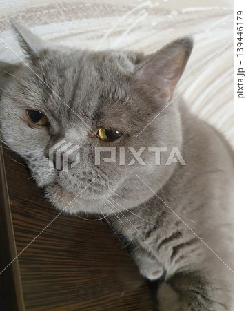 Close-up of the muzzle of a gray British cat lying on a wooden surface. Sad or tired look of a pet Close-up of the muzzle of a gray British cat lying on a wooden surface. Sad or tired look of a pet 139446179