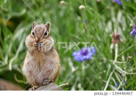 花畑で食事をする母シマリス 花畑で食事をする母シマリス 139446467