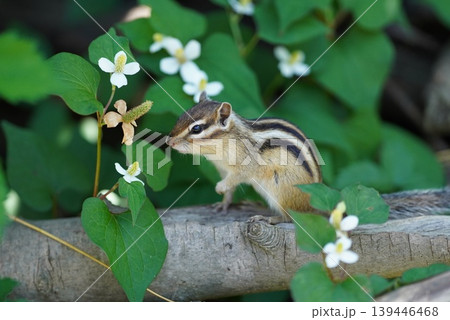 ドクダミの花咲く森を歩くシマリス ドクダミの花咲く森を歩くシマリス 139446468
