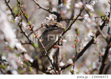 桜の花に囲まれたシマリスの横顔 139446473