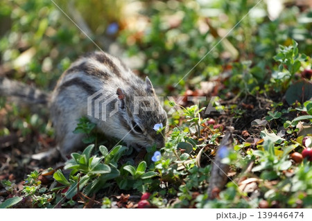 春の草花の中で食事をする子シマリス 春の草花の中で食事をする子シマリス 139446474