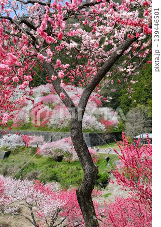 1本の手前の満開の花桃の木と向こうの咲き乱れる満開の花桃 1本の手前の満開の花桃の木と向こうの咲き乱れる満開の花桃 139446501