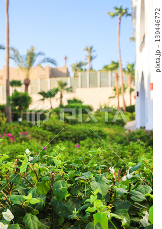 Lush green grass and bushes at the seaside hotel Lush green grass and bushes at the seaside hotel 139446772
