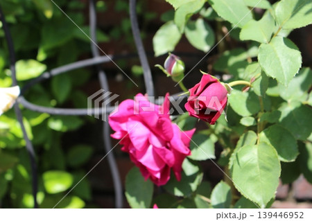 花 あどけない薔薇 赤い薔薇!! 花 あどけない薔薇 赤い薔薇!! 139446952