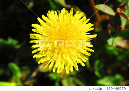 タンポポの一輪の花の風景 タンポポの一輪の花の風景 139446979
