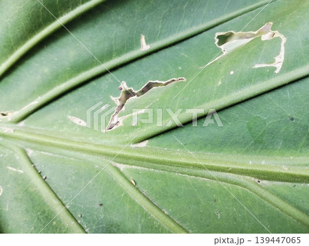 Anthurium plowmanii, wave of love, gelombang cinta leaf on blurry background Anthurium plowmanii, wave of love, gelombang cinta leaf on blurry background 139447065