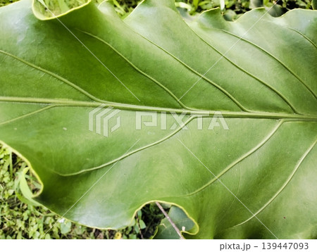 Anthurium plowmanii, wave of love, gelombang cinta leaf on blurry background Anthurium plowmanii, wave of love, gelombang cinta leaf on blurry background 139447093