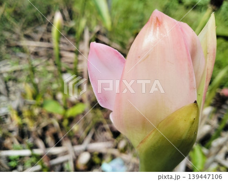 Red Torch Ginger Flower Macro Tropical Exotic Bloom Close Up Red Torch Ginger Flower Macro Tropical Exotic Bloom Close Up 139447106