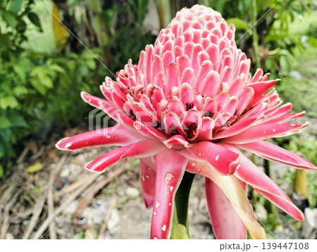 Red Torch Ginger Flower Macro Tropical Exotic Bloom Close Up Red Torch Ginger Flower Macro Tropical Exotic Bloom Close Up 139447108