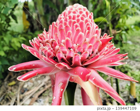 Red Torch Ginger Flower Macro Tropical Exotic Bloom Close Up 139447109