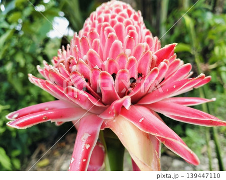 Red Torch Ginger Flower Macro Tropical Exotic Bloom Close Up Red Torch Ginger Flower Macro Tropical Exotic Bloom Close Up 139447110