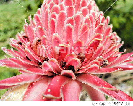 Red Torch Ginger Flower Macro Tropical Exotic Bloom Close Up 139447111