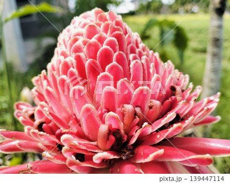 Red Torch Ginger Flower Macro Tropical Exotic Bloom Close Up Red Torch Ginger Flower Macro Tropical Exotic Bloom Close Up 139447114