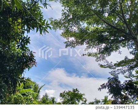 Lush green leaves frame a bright blue sky Lush green leaves frame a bright blue sky 139447135