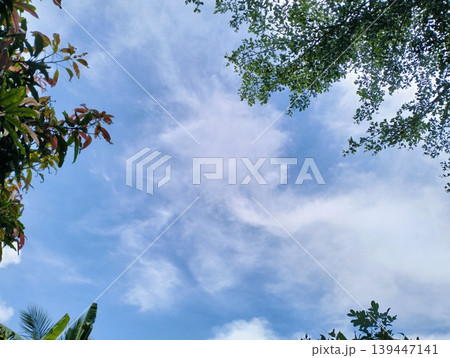 Blue sky with wispy clouds above green leaves Blue sky with wispy clouds above green leaves 139447141