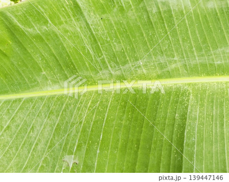 Vibrant green leaf dominates the frame Vibrant green leaf dominates the frame 139447146