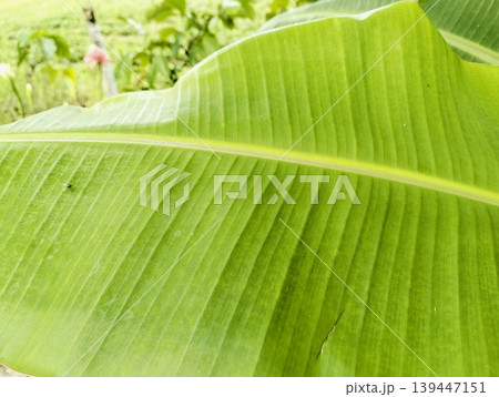 Large banana leaf dominates the frame with vibrant green hues 139447151