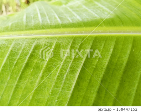 Vibrant green leaf shows nature's intricate texture Vibrant green leaf shows nature's intricate texture 139447152