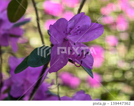 Macro of Purple Rhododendron sichotense Blossom with Bokeh Macro of Purple Rhododendron sichotense Blossom with Bokeh 139447362