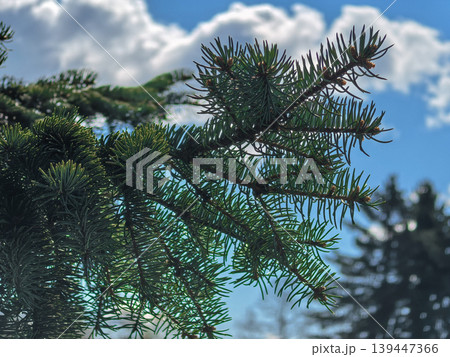 Colorado Blue Spruce Picea pungens Branches Against Blue Sky and Clouds 139447366