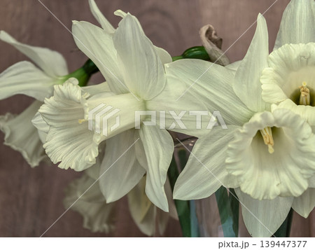 Beautiful White Trumpet Daffodils Narcissus Beersheba in Vase 139447377
