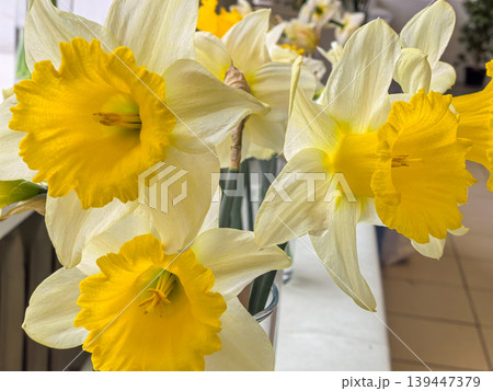 Narcissus Queen of Bicolor Daffodils White and Yellow Spring Flowers in Vase Narcissus Queen of Bicolor Daffodils White and Yellow Spring Flowers in Vase 139447379