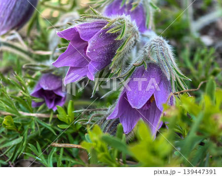 Group of Purple Pulsatilla Vulgaris Pasqueflowers Group of Purple Pulsatilla Vulgaris Pasqueflowers 139447391