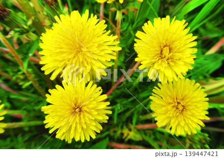 4つのタンポポの花の風景 4つのタンポポの花の風景 139447421