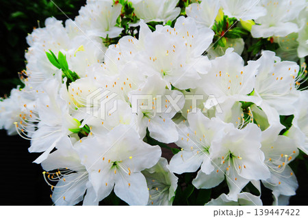 真っ白なツツジの花の風景 真っ白なツツジの花の風景 139447422
