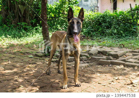 Active Belgian Malinois dog standing in the garden, purebred shepherd dog outdoor. Active Belgian Malinois dog standing in the garden, purebred shepherd dog outdoor. 139447538