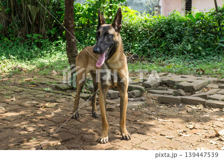 Active Belgian Malinois dog standing in the garden, purebred shepherd dog outdoor. Active Belgian Malinois dog standing in the garden, purebred shepherd dog outdoor. 139447539