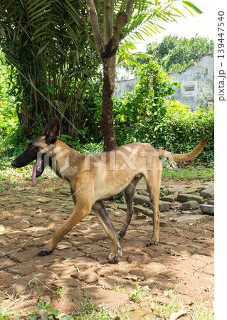 Active Belgian Malinois dog standing in the garden, purebred shepherd dog outdoor. Active Belgian Malinois dog standing in the garden, purebred shepherd dog outdoor. 139447540