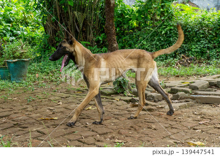 Active Belgian Malinois dog standing in the garden, purebred shepherd dog outdoor. Active Belgian Malinois dog standing in the garden, purebred shepherd dog outdoor. 139447541