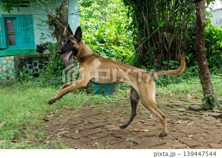 Active Belgian Malinois dog standing in the garden, purebred shepherd dog outdoor. Active Belgian Malinois dog standing in the garden, purebred shepherd dog outdoor. 139447544