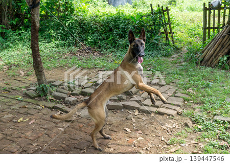 Active Belgian Malinois dog standing in the garden, purebred shepherd dog outdoor. Active Belgian Malinois dog standing in the garden, purebred shepherd dog outdoor. 139447546