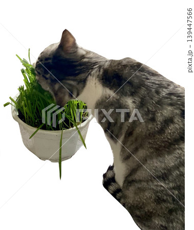 猫草を食べるサバ白猫様 猫草を食べるサバ白猫様 139447566