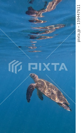 A critically endangered species hawksbill sea turtle ascending from the blue clear water with its image reflected on the water surface. Dauin, Philippines A critically endangered species hawksbill sea turtle ascending from the blue clear water with its image reflected on the water surface. Dauin, Philippines 139447611