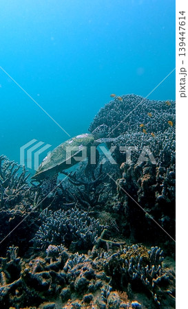 Dreamy underwater view of critically endangered hawksbill turtle foraging among the corals in deep blue waters. Dauin, Philippines 139447614