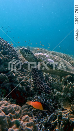 A critically endangered hawksbill turtle resting amidst dense corals while a coral hogfish swims by under clear blue waters in Dauin, Philippines 139447615