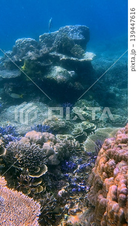 Stunning underwater view of the seabed populated by Acropora cervicornis, Turbinaria reniformis and Porites lobata among other coral species, thriving marine ecosystem in Dauin, Philippines 139447616