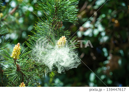Macro of pine pollen dispersal from Pinus sylvestris, fine particles in air causing allergies, natural fertilization and seasonal allergen spread 139447617