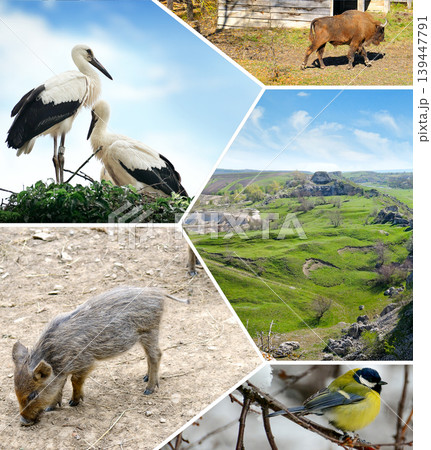 Wildlife conservation concept with various species and scenic vistas. 139447791