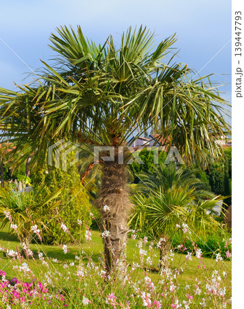 Scenic resort landscape with palm trees and summer blossoms. Scenic resort landscape with palm trees and summer blossoms. 139447793