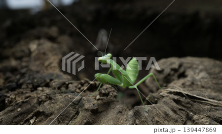 Green praying mantis (Mantodea) crawling on a weathered tree bark, macro photography. Green praying mantis (Mantodea) crawling on a weathered tree bark, macro photography. 139447869