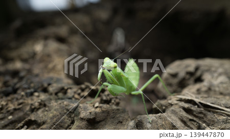 Green praying mantis (Mantodea) crawling on a weathered tree bark, macro photography. 139447870