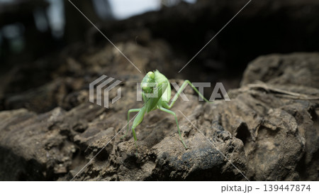 Green praying mantis (Mantodea) crawling on a weathered tree bark, macro photography. 139447874