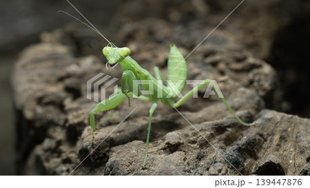 Green praying mantis (Mantodea) crawling on a weathered tree bark, macro photography. Green praying mantis (Mantodea) crawling on a weathered tree bark, macro photography. 139447876