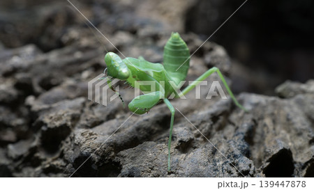 Green praying mantis (Mantodea) crawling on a weathered tree bark, macro photography. Green praying mantis (Mantodea) crawling on a weathered tree bark, macro photography. 139447878