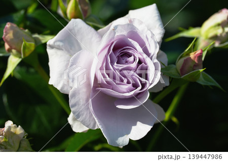 紫のバラ　ローズガーデン　薔薇の花　母の日のプレゼント　イメージ素材 139447986