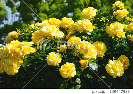 黄色いバラ　父の日の贈り物　薔薇の花　イメージ素材 139447988